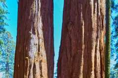 sequoia_032