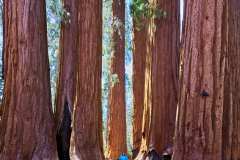 sequoia_035