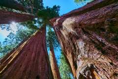 sequoia_036