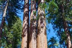 sequoia_039