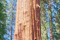 sequoia_044