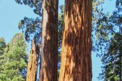sequoia_050