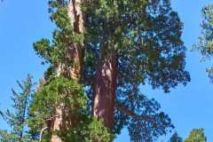 sequoia_056