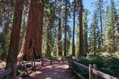 sequoia_065