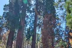 sequoia_071