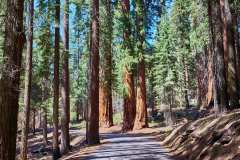 sequoia_076